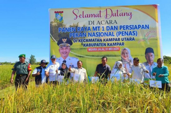 Camat Kampar Utara Panen Perdana MT 1 Bonca Pawuo di Muara Jalai