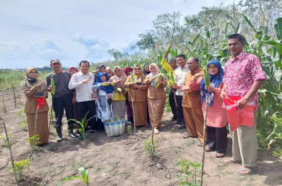 Camat Kampar Utara Panen Jagung Bersama Kelompok Tani Tunas Jaya