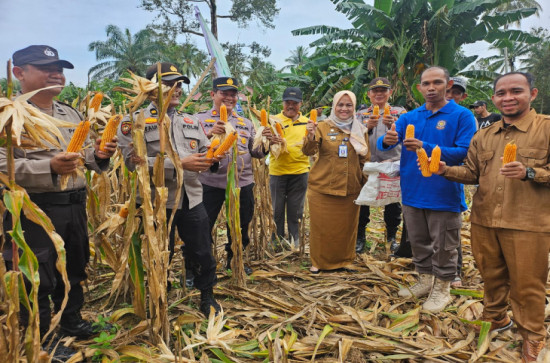 Panen Raya Jagung Pipil di Desa Muara Jalai, Camat Kampar Utara Hadir Bersama Kapolsek Kampar